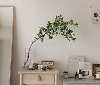 手入れも簡単◎おしゃれな“枝もの”植物でお部屋に爽やかなグリーンを。